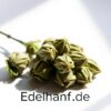 Hilft CBD gegen Bluthochdruck