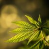 CBD Öl bei Rückenschmerzen
