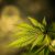 CBD Öl bei Rückenschmerzen
