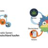 Wo kann man Cannabis Samen legal in Deutschland kaufen 2025