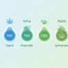 Cannabis Sorten Wirkung im Vergleich