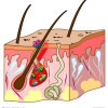 Allergene Stoffe