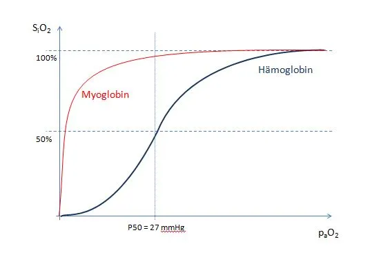 sigmoidale und hyperbole Sauerstoffbindungskurve