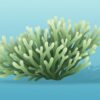 Sea Moss Wirkung