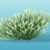 Sea Moss Wirkung